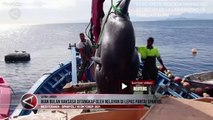 Ikan Bulan Raksasa Seberat Dua Ton Ditangkap di Lepas Pantai Spanyol