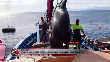 Ikan Bulan Raksasa Seberat Dua Ton Ditangkap di Lepas Pantai Spanyol
