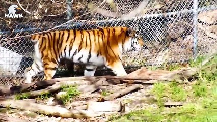 30 Tragic Moments When Big Cats And Wild Animals Get Injured   The Hawk (2)