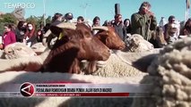 Lucunya Rombongan Domba Lintasi Jalanan Madrid Hidupkan Tradisi Spanyol
