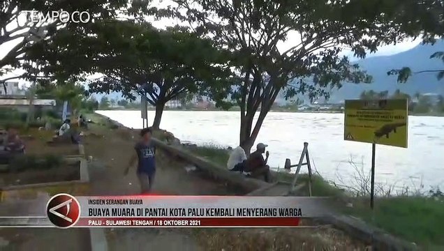 Buaya Muara di Pantai Kota Palu Kembali Serang Warga