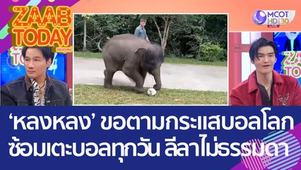 ช้างจีน 'หลงหลง' ขอตามกระแสบอลโลก ซ้อมเตะบอลทุกวัน ลีลาไม่ธรรมดา (23 พ.ย. 65) แซ่บทูเดย์