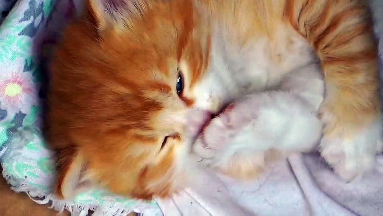 cute kitten licking a claw