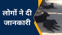 संभल: सड़कों पर घूम रहे आवारा कुत्ते बन रहे जान के दुश्मन, जानिए लोगों की प्रतिक्रिया