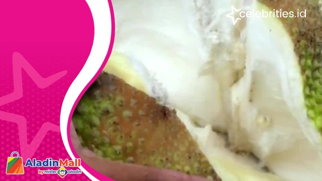 Pencinta Buah Merapat, Durian Bawor Raksasa Seberat 15 Kilogram Siap Dinikmati Langsung dari Pohon