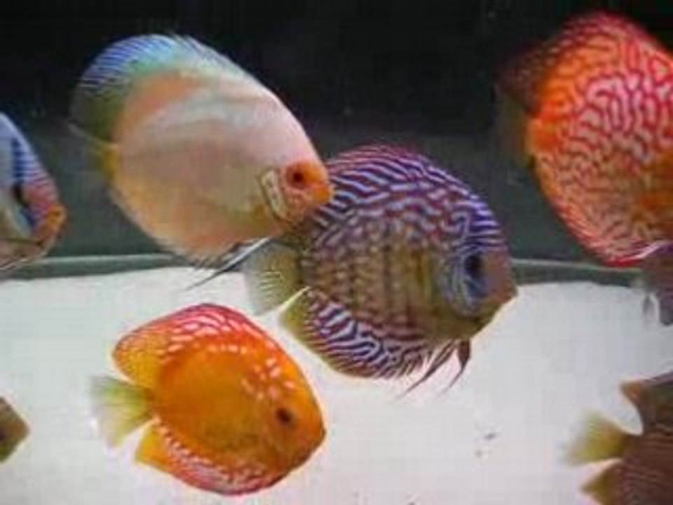 DISCUS BAC COMMUNAUTAIRE 1000 LITRES