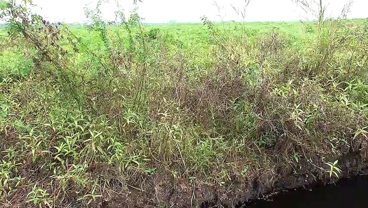 swamp for fishing like climbing perch ,snakehead or sepat siam fish