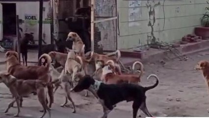 फिरोजाबाद: शिकारी खड़े राहों में, जरा संभल कर निकलो साहब
