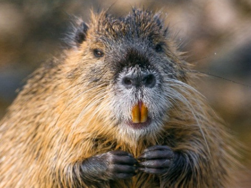 Nagerplage breitet sich aus: Was unterscheidet die Nutria vom Biber?