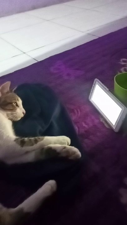 cat watching cartoons on YouTube and lots of visitors