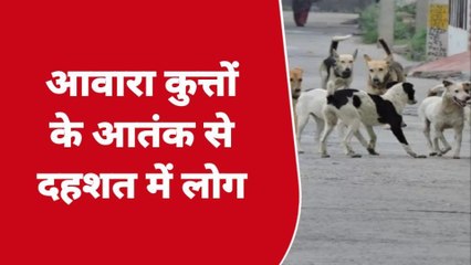 बलिया: आवारा कुत्तों के आतंक से लोग परेशान, रोज हो रही नई घटनाएं