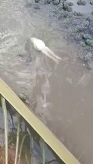 katak unique (frog)