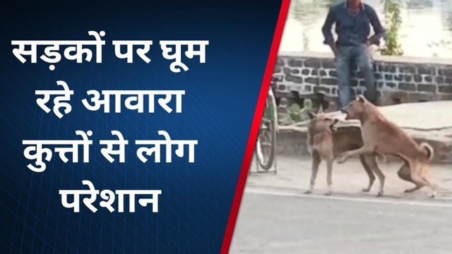 सड़कों पर घूम रहे आवारा कुत्तों से लोग परेशान, आए दिन सामने आ रहे डॉग बाइट्स के मामले
