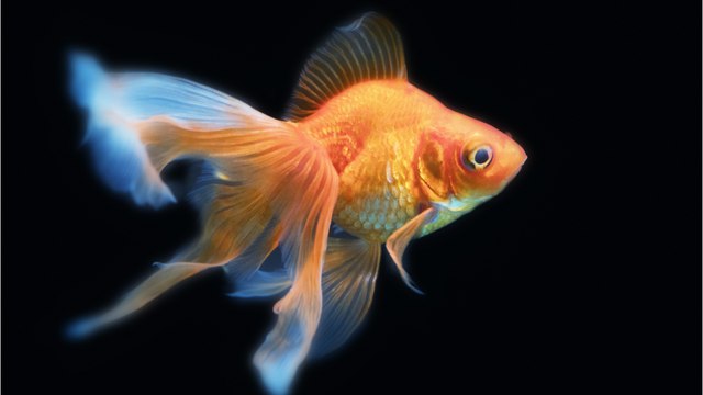 Environnement : quelle est la durée de vie d’un poisson rouge ?