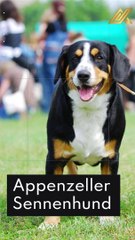 15 Best Guard Dogs That Also Make Wonderful Family Pets #Shorts