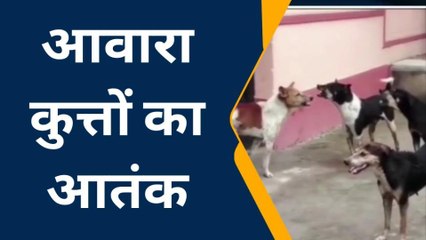 हमीरपुर : आवारा कुत्तों के कहर ने जीना किया हराम, दौड़ाकर काटने से शहर में दहशत