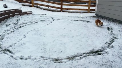 Corgi Runs in Circles After Seeing Snow for First Time