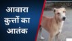 मथुरा: सड़कों पर आवारा कुत्तों का खौफ, राहगीर परेशान