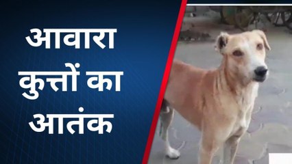 मथुरा: सड़कों पर आवारा कुत्तों का खौफ, राहगीर परेशान