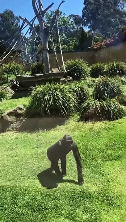 Ce gorille vient s'occuper d'un oiseau blessé... tellement mignon