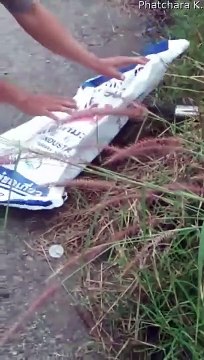 Ce lézard a la tête coincée dans une boite de conserve et va être sauvé