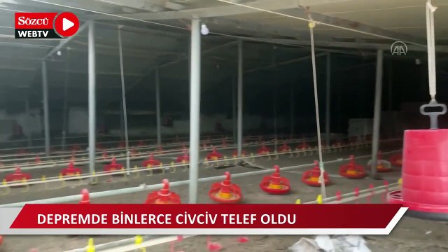 5,9 büyüklüğünde depremde tavuk çiftliğindeki binlerce civciv telef oldu