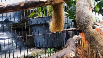 these two squirrels are enjoying the fruit in the sugar water
