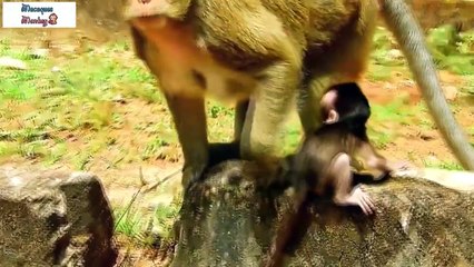 The poor baby monkey was dragged everywhere by the mother's tail, the baby monkey cried loudly