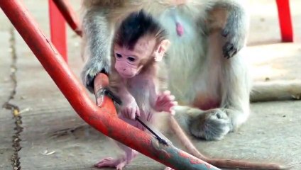 Sweet Video Clip....Little Emily Staring At Mommy When She Toddling Funny