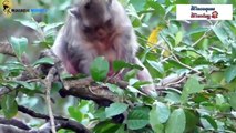 The mother monkey cruelly left the baby monkey alone in the tree, leaving it struggling