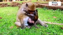 The mother monkeys were madly beating the baby monkeys, which one do you think is more cruel