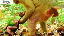 This is the first time the mother monkey gives birth, so she doesn't know how to take care of baby