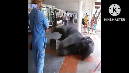 elephant baby playing funny video, baby elephant bathing video