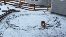 Corgi Runs in Circles After Seeing Snow for First Time