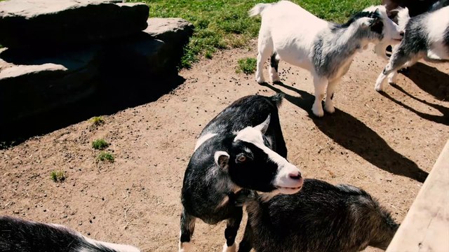 Scenic Tour of the Magnetic Hill Zoo in Moncton, New Brunswick! 4K Travel Tour & Review