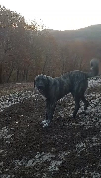 The dog's tail was wagging