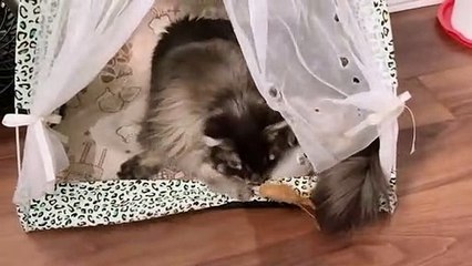 Nowadays, cats catch mice in this manner.They continue to hunt.