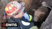 Heroic firefighter rescues trapped dog stuck in drain after owners were unable to save it after hearing its whines
