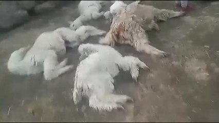 Mueren más de 25.000 alpacas en Perú por culpa del frío