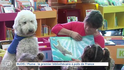 BLOIS / Plume : le premier bibliothécaire à poils de France
