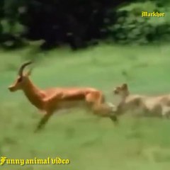 funny videos-funny animals-funny animals videos-hindi dubbed