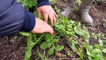 Las manos científicas al rescate de las papas 