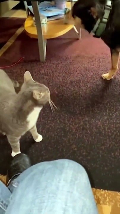 Funniest Cat And Dogs  Funny Animal Videos 2022