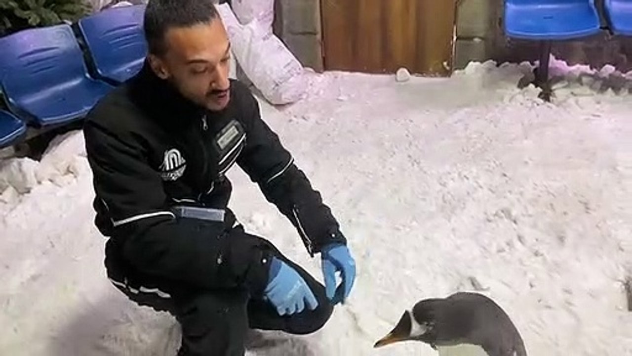 Toby the penguin