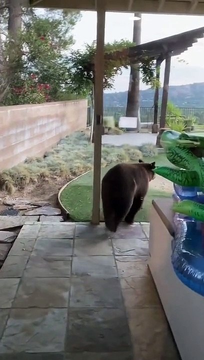Bear Goes for a Swim in Pool