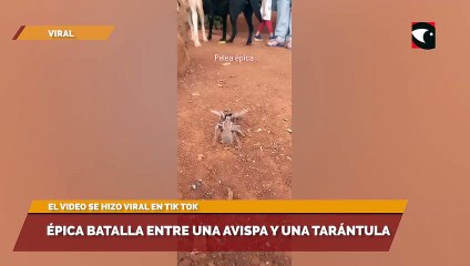 Épica batalla entre una avispa y una tarántula