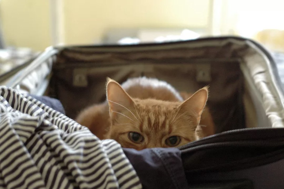 TSA Officers Discover Pet Cat Stowing Away in New York Luggage After Unusual X-Ray