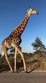 Majestic Giraffe Casually Strolls by Car