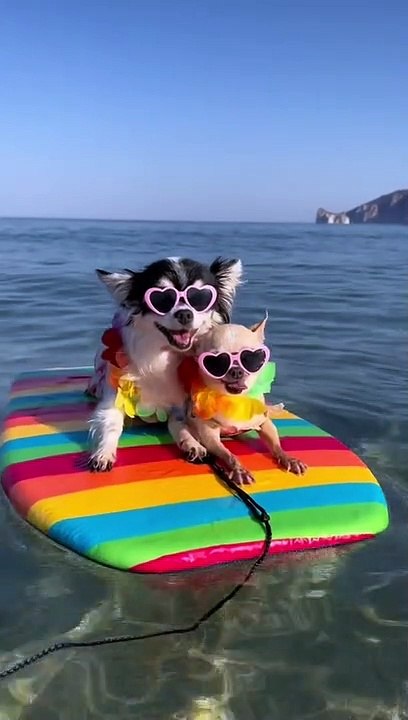 Chihuahua Surfers
