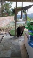 Bear Goes for a Swim in Pool